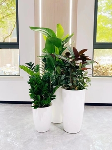 奉化绿植租赁价格